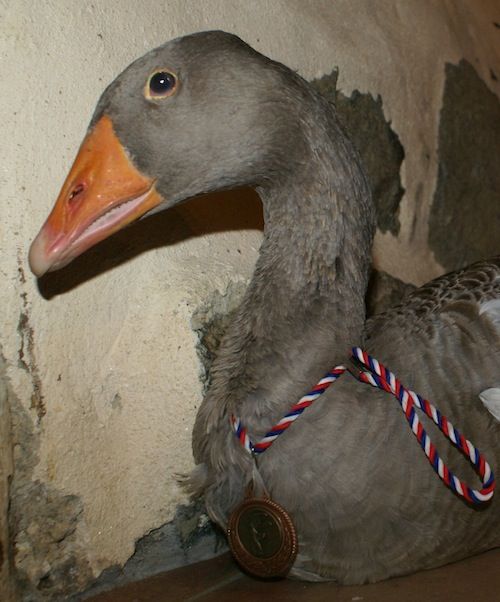 Oied OIED †